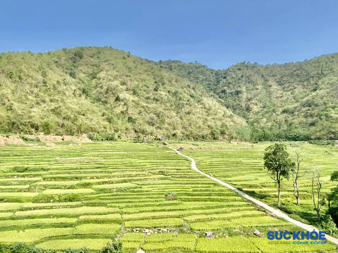 Một cánh đồng trồng lúa nếp đặc sản tại huyện Mường Lát, tỉnh Thanh Hóa