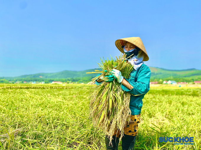 Dưới cái nắng như đổ lửa, trên cánh đồng thuộc xã Thăng Bình, huyện Nông Cống (Thanh Hóa), bà con nông dân vẫn ra đồng, phơi mình dưới cái nắng gay gắt để thu hoạch lúa chiêm xuân cho kịp thời vụ.