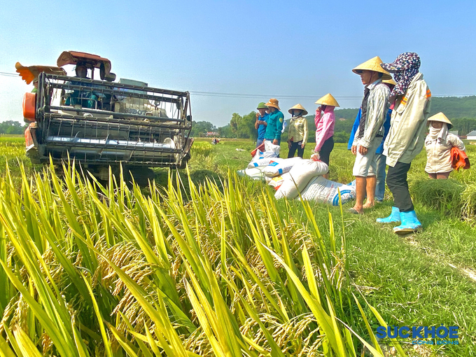 Với những thửa ruộng khô, rộng, người dân có thể thuê máy gặt đập liên hợp với giá 180.000 đồng mỗi sào. 