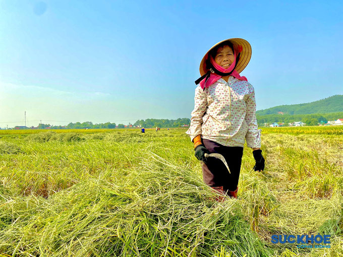 Gốc rạ (phần thân dưới cây lúa)  sẽ được người dân cắt, phơi khô, sau đó đốt thành tro bón ruộng.