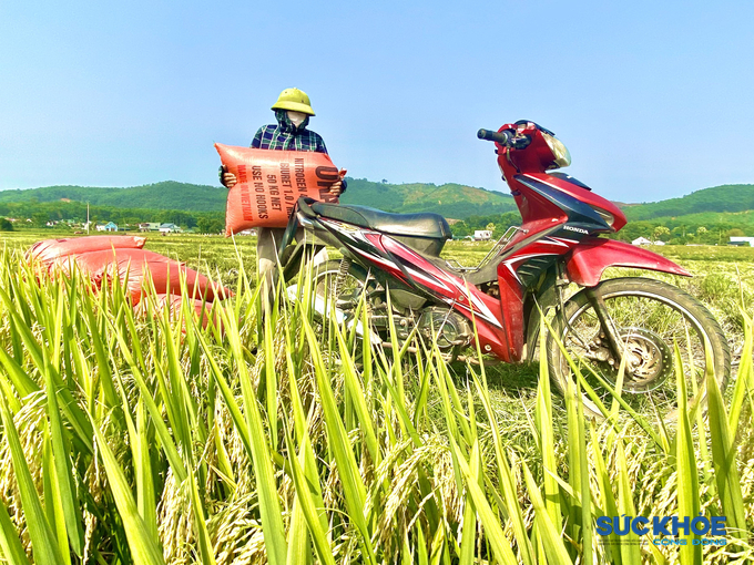 Lúa sau khi gặt sẽ được đóng bao, người dân sẽ sử dụng xe máy, công nông, xe kéo,.. vận chuyển về nhà.