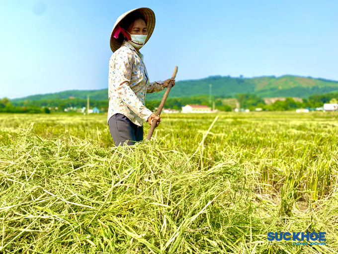 Phần thân trên cây lúa sau khi tách hạt sẽ được người dân phơi khô làm thức ăn chăn nuôi gia súc hoặc ủ lên men làm phân bón cho các loại cây trồng khác.