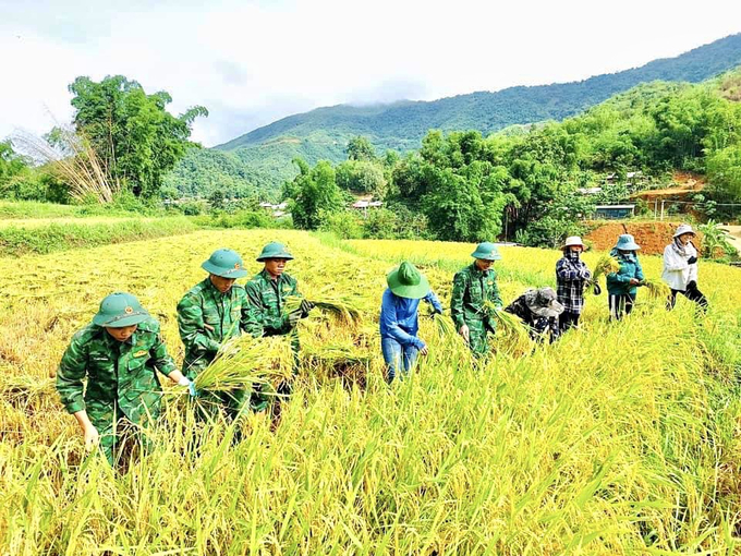 Cán bộ, chiến sỹ Bộ đội Biên phòng Thanh Hóa giúp người dân thu hoạch lúa.