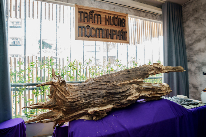 Thân trầm có tuổi đời khoảng 300 năm với lượng tinh dầu lớn được trưng bày tại showroom trầm hương Mộc Minh Phát