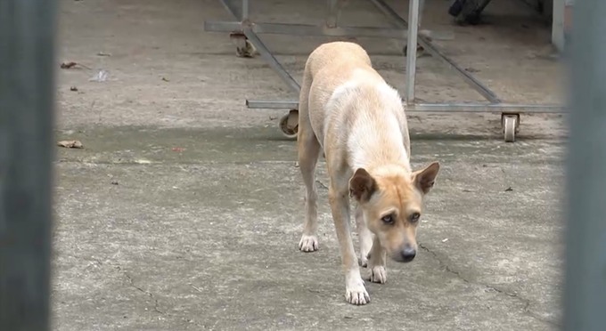 Chó được nuôi nhốt trong nhà tại xã Sông Trầu, huyện Trảng Bom, sau khi xảy ra 1 trường hợp tử vong do chó dại cắn. Ảnh: Báo Lao động