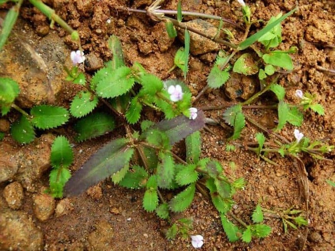 Cây cỏ màn rìa. Ảnh: Caythuoc.org