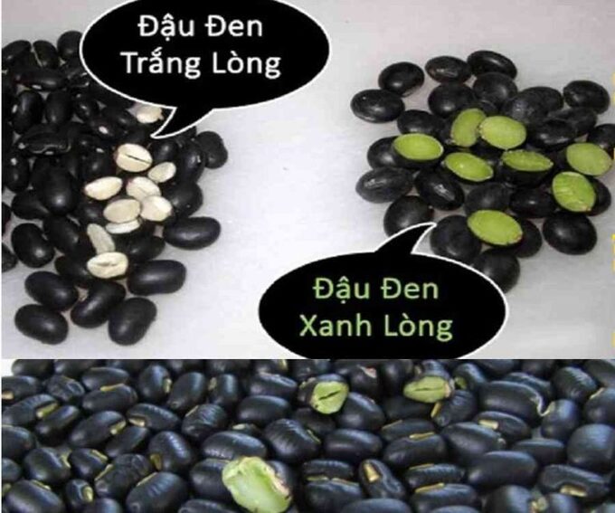 Đậu đen lòng xanh và đậu đen lòng trắng. Ảnh: Caythuoc.org