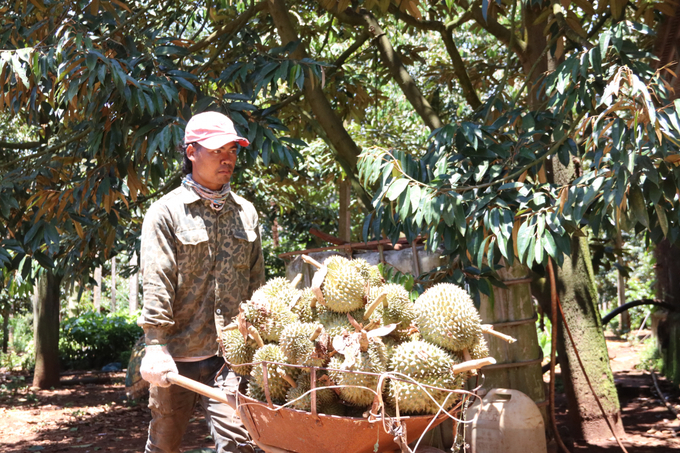 Các vườn sầu riêng trên địa bàn Đắk Lắk đang bắt đầu bước vào vụ thu hoạch