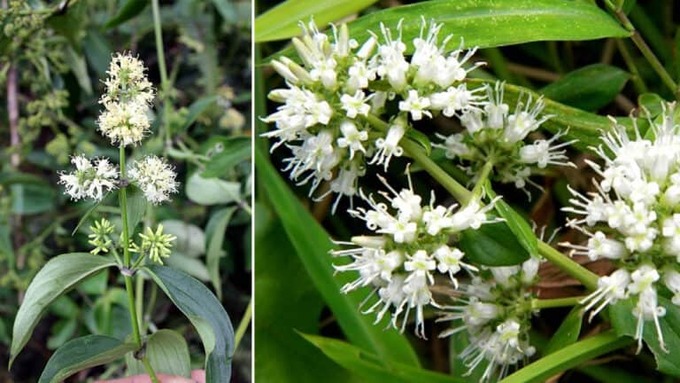 Cây bòi ngòi lớn. Ảnh: Caythuoc.org