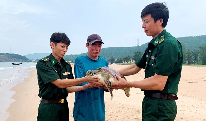 Cá thể rùa biển được lực lượng chức năng và ngư dân thả về môi trường tự nhiên. Ảnh: Báo Hà Tĩnh