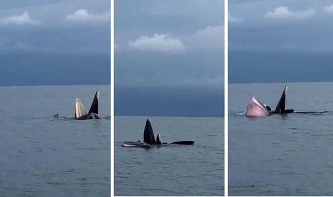 Cá voi xuất hiện tại vùng biển huyện Cô Tô, tỉnh Quảng Ninh. Ảnh: LĐO