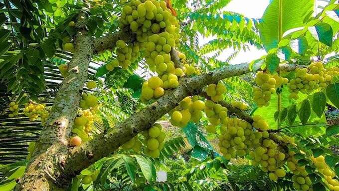 Cây chùm ruột. Ảnh: Caythuoc.org