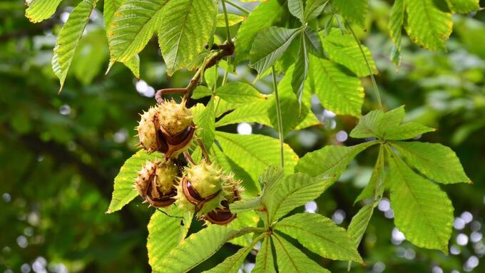 hat-de-ngua-horse-chestnut-la-gi-loi-ich-cua-hat-de-ngua-doi-voi-suc-khoe-1_800x450