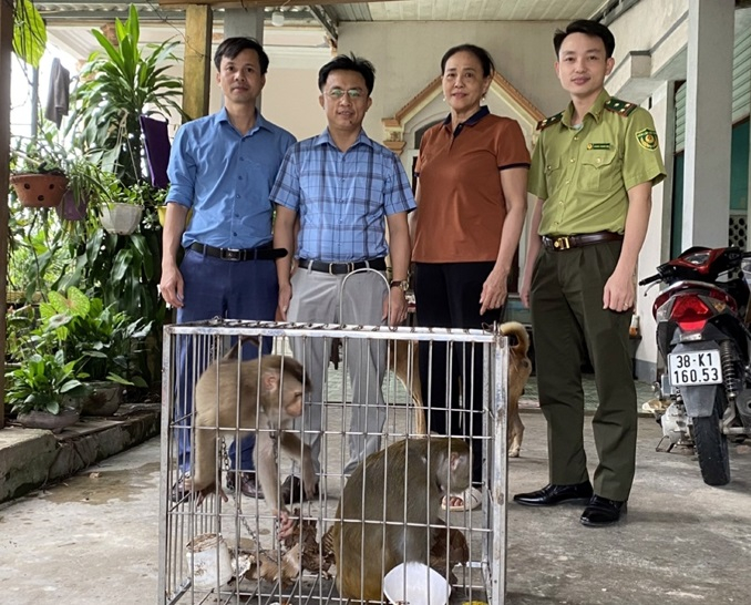 Cá thể khỉ đuôi lợn, cá thể khỉ vàng của 2 hộ dân ở xã Kỳ Phú và xã Lâm Hợp được bàn giao cho Vườn Quốc gia Vũ Quang. Ảnh: Báo Hà Tĩnh