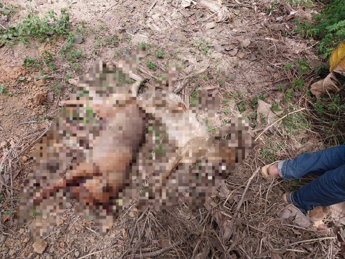 Tiêu hủy, chôn lấp chó dại của gia đình ông Phạm Văn Mấm ở thôn Nà Rào, xã Nguyên Phúc. Ảnh: Báo Bắc Kạn