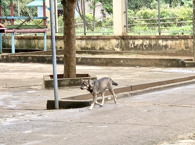 Ảnh minh họa: Báo Gia Lai