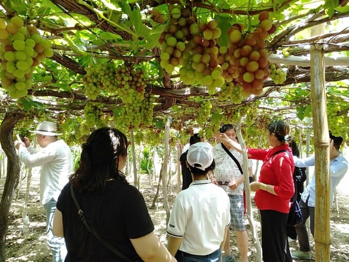 Nho và các sản phẩm từ nho đã đưa Ninh Thuận trở thành “thủ phủ” của cây nho cả nước
