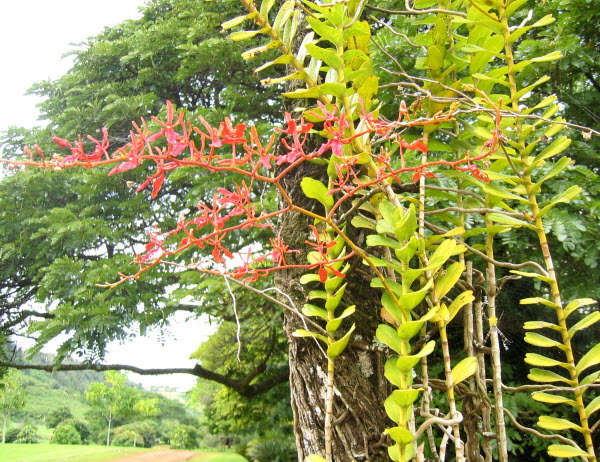 Cây khô mộc. Ảnh: Caythuoc.org