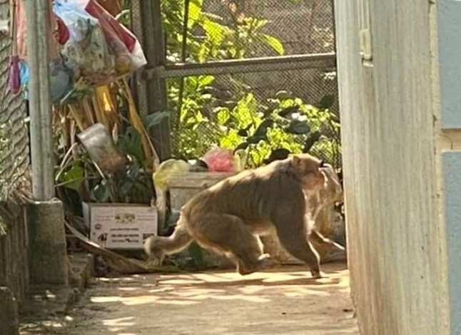 Cá thể khỉ hoang dã thường xuyên vào nhà dân gần khu rừng. Ảnh T.T.S.L