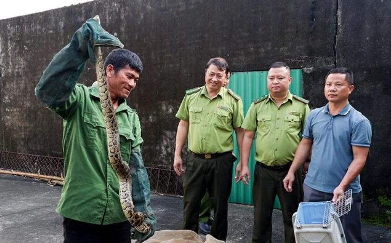 Cá thể trăn được bàn giao cơ quan chức năng. Ảnh: Báo Hà Tĩnh