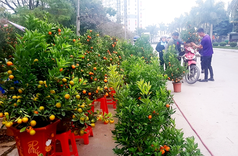 Một điểm bán quất trên vỉa hè tại thành phố Thanh Hóa