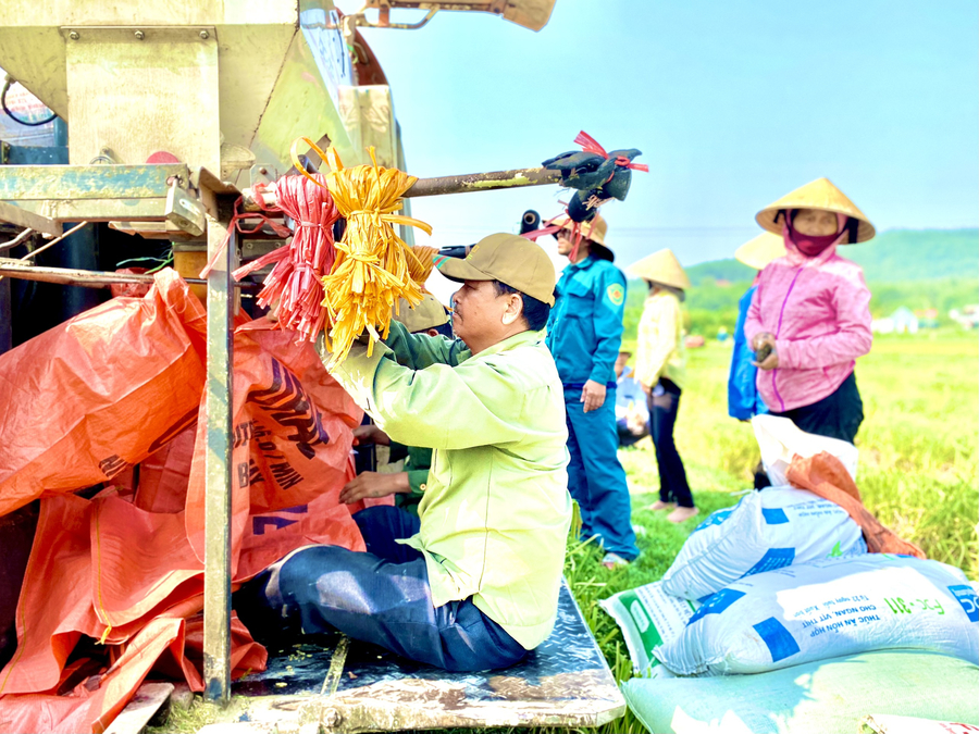 Cơ giới hóa trong thu hoạch lúa tại huyện Nông Cống (Thanh Hóa)