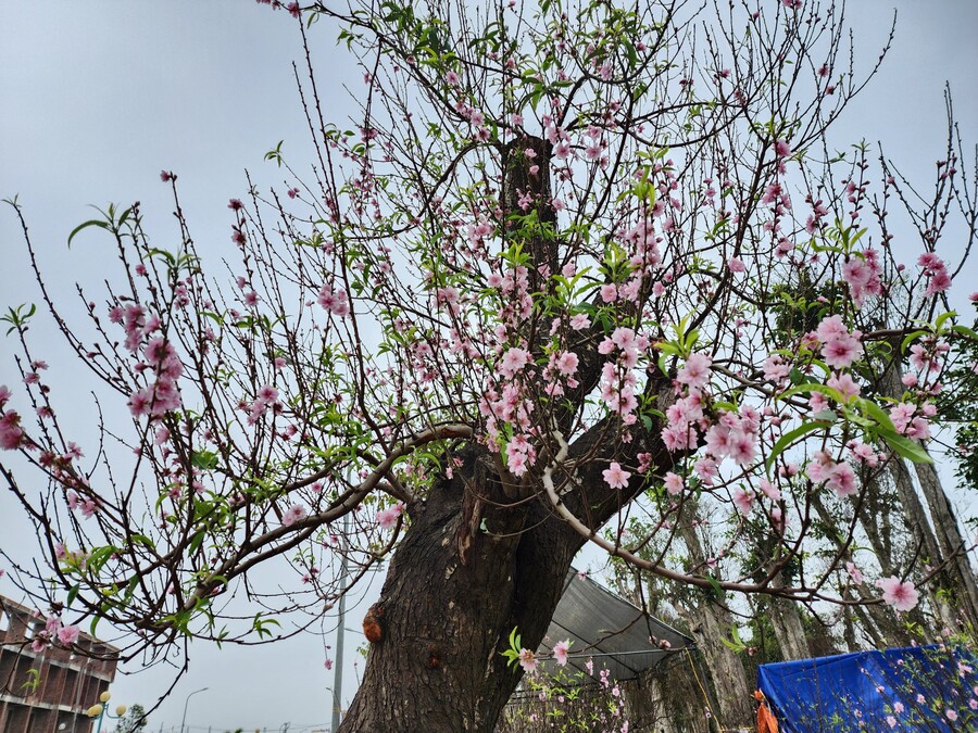 Những cây đào giá trị cũng xuống phố chờ chủ nhân đưa về. Thời điểm này, đào được trưng bày phần lớn là những gốc đào cổ có tuổi đời hàng chục năm.