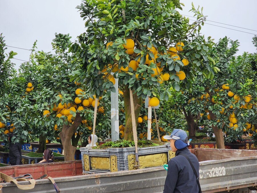 Anh Quang, chủ lô bưởi bonsai tại đường Trịnh Kiểm cho biết, bưởi bonsai có giá cao song loại này vẫn được nhiều người ưa chuộng và tìm mua. Giá dao động chủ vườn này bán từ 14 - 25 triệu triệu đồng/cây.