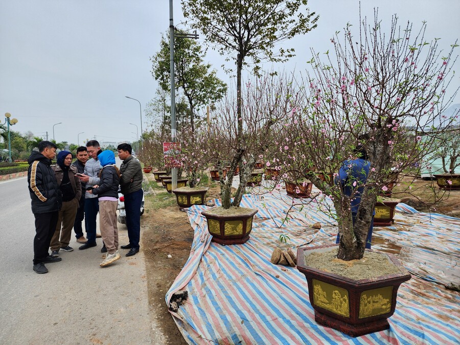 Được biết, năm nay thành phố Thanh Hóa bố trí hàng chục điểm bán hoa, cây cảnh, đào, quất, phục vụ Tết Nguyên đán. Theo ghi nhận, thời điểm này chưa có đông người mua, phần lớn khách đến để tham quan, tìm hiểu và so sánh giá cả.