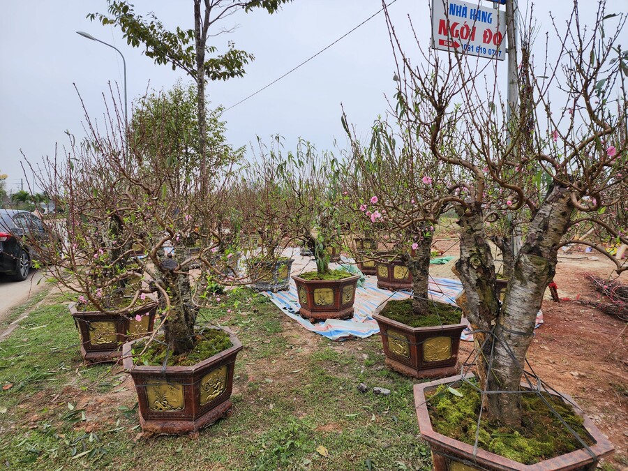 Đào dày đặc nụ, dự kiến sẽ nở vào những ngày giáp Tết. Năm nay, những cây đào phai cổ thụ, phủ đầy rong rêu được đưa từ Sơn La, Lào cai về Thanh Hóa có giá bán, cho thuê với giá lên đến hàng chục triệu đồng vẫn thu hút nhiều người đến tìm mua.