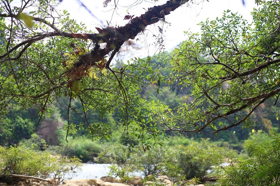 Vẻ đẹp thiên nhiên xanh mát tại Vườn Quốc gia Cát Tiên