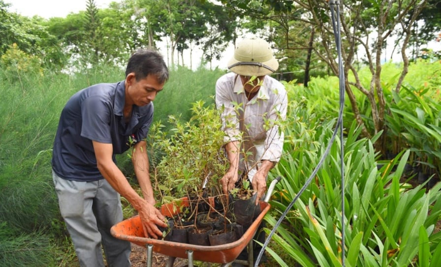 Các tình nguyện viên chuyên trách ươm mầm và chăm sóc cây con từ khi mới thành lập vườn “Vì một Việt Nam xanh”