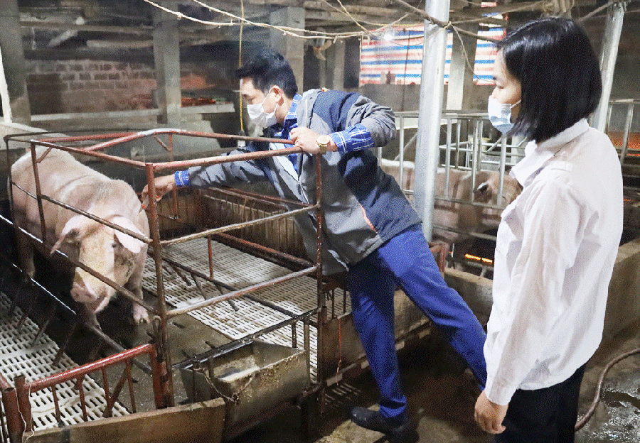 Lào Cai: Đẩy mạnh các biện pháp phòng, chống bệnh trên đàn gia súc, gia cầm, dịch tả lợn châu Phi trên địa bàn tỉnh