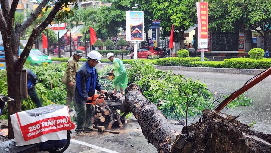 Lực lượng chức năng thành phố Thanh Hóa di chuyển cây xanh bị bật gốc, gãy đổ