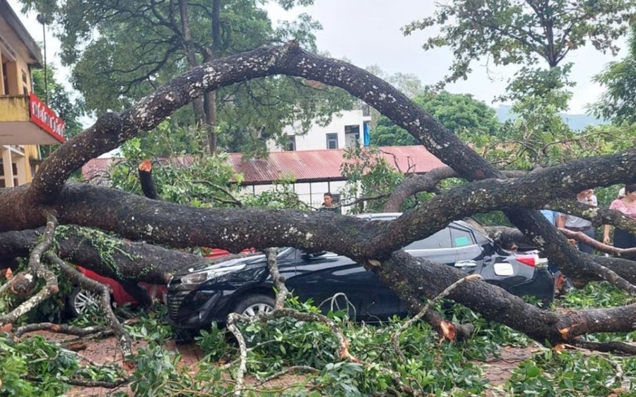 Hiện trường cành cây gãy khiến 1 giáo viên nhập viện và 4 ô tô hư hỏng nặng