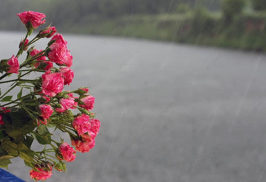 pngtree-flowers-under-a-rain-weather-bouquet-river-photo-image_179968