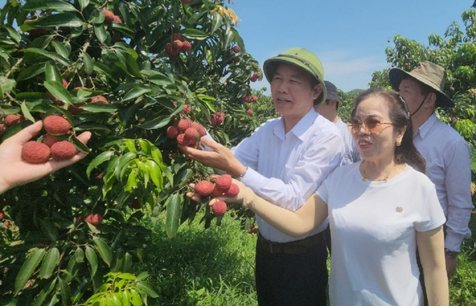 Vườn vải không hạt, cho năng suất cao tại huyện Ngọc Lặc, Thanh Hóa