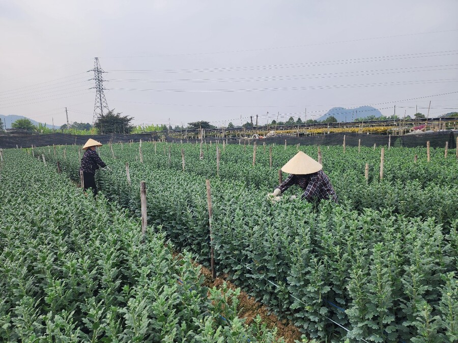 Làng hoa Đông Cương trồng đa dạng các loài hoa, từ hoa cúc, hoa hồng, hoa ly, đến những loại hoa đặc trưng như hoa vạn thọ, hoa đồng tiền… 