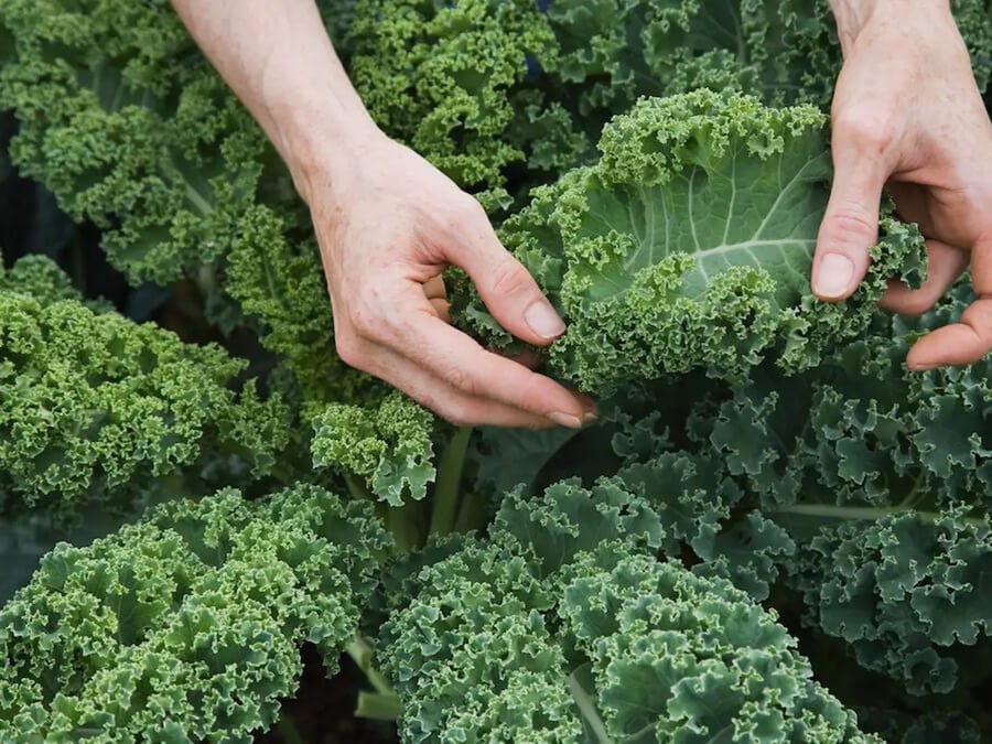 cai-kale01