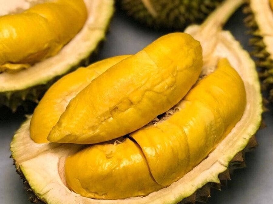 saurieng