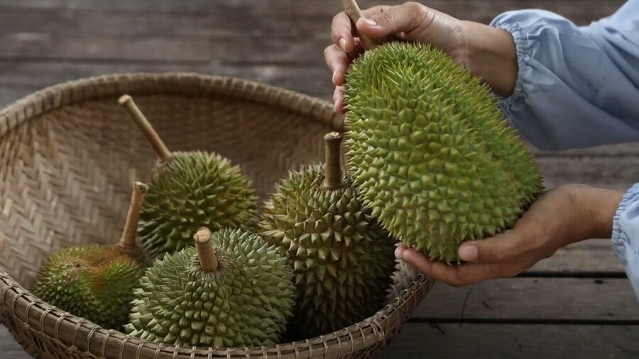 saurieng02