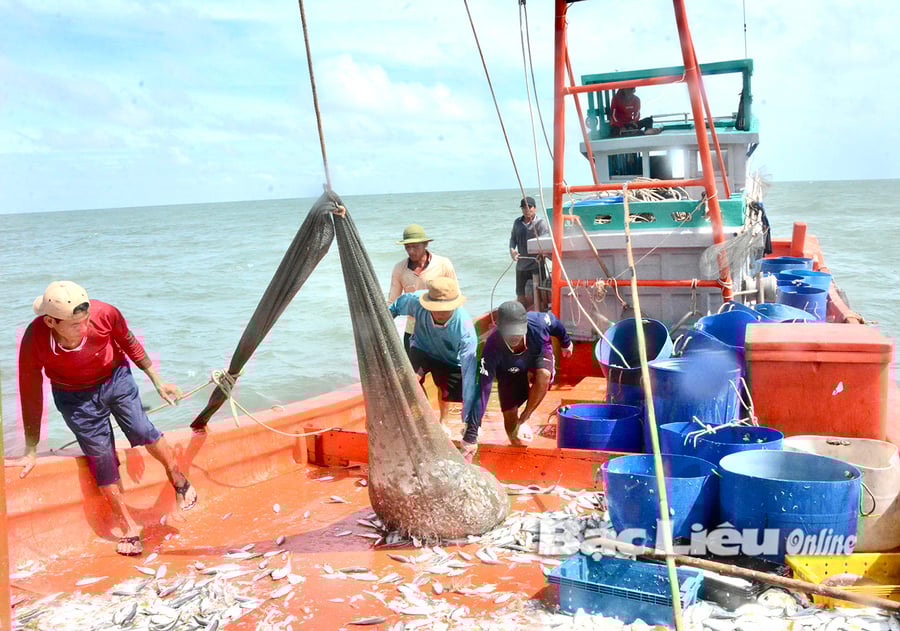 Thu nhập từ hoạt động đánh bắt hải sản cũng sẽ nằm trong các nguồn thu dự kiến được miễn thuế tại dự thảo Nghị định quy định chi tiết một số điều của Luật Thuế thu nhập doanh nghiệp mà Bộ Tài chính đang triển khai