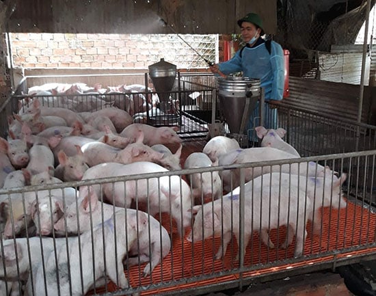 Dịch tả lợn châu Phi đang diễn biến phức tạp, gây ra thiệt hại nặng cho người dân tại nhiều địa phương