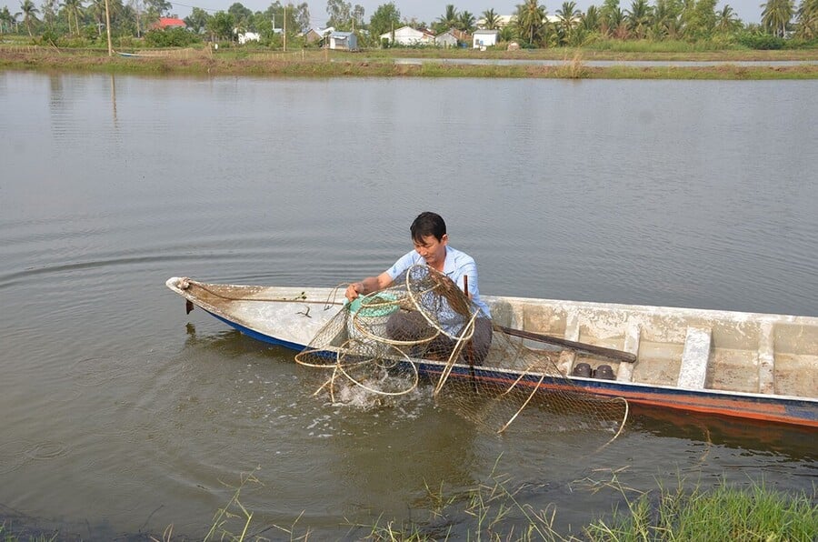 Mô hình lúa tôm được triển khai từ nhiều năm nay tại các địa phương vùng ĐBSCL. Ảnh: Theo báo An Giang
