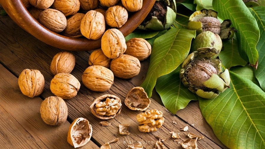 Quả óc chó là một trong những loại hạt hàng đầu cùng khẩu phần khuyến nghị cho người bệnh tiểu đường