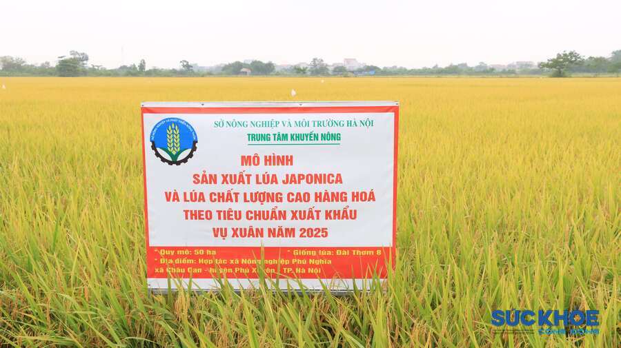 Mô hình lúa Đài thơm tám tại HTX NN Phú Nghĩa