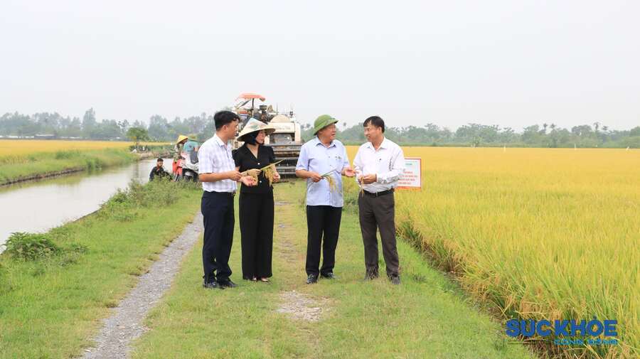 Ông Nguyễn Mạnh Phương - PGĐ Sở NN&MT cùng lãnh đạo Trung tâm Khuyến Nông đi thăm mô hình lúa tại xã Châu Can (nay là xã Chuyên Mỹ)