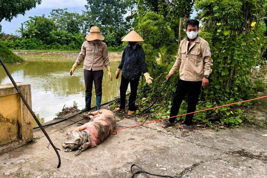 Người dân khu vực hạ lưu trục vớt xác lợn chết trên kênh Bắc, tỉnh Thanh Hóa