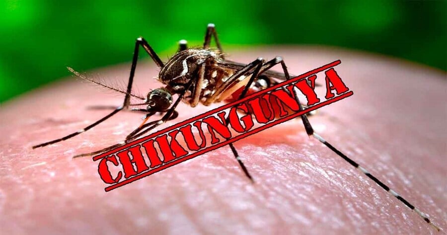 Virus lây truyền khi một con muỗi mang mầm bệnh đốt người khỏe mạnh, đưa virus vào máu (Ảnh minh họa)