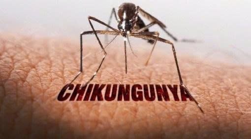 Muỗi Aedes gây bệnh Chikyngunya